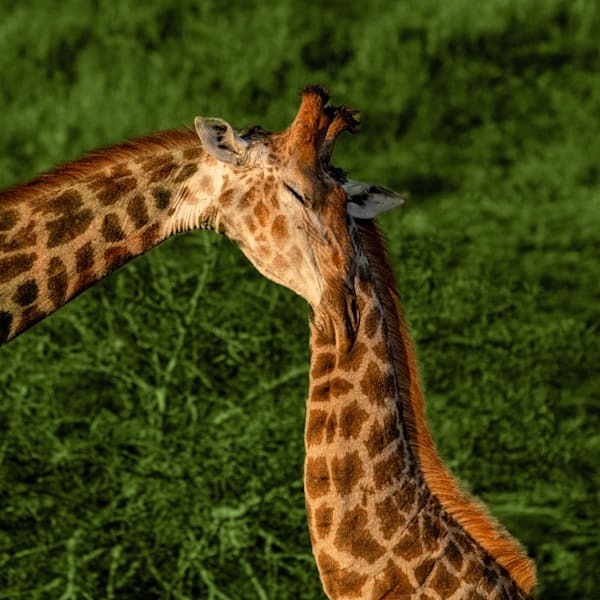 Two Giraffe Become One Photography Art | kramkranphoto