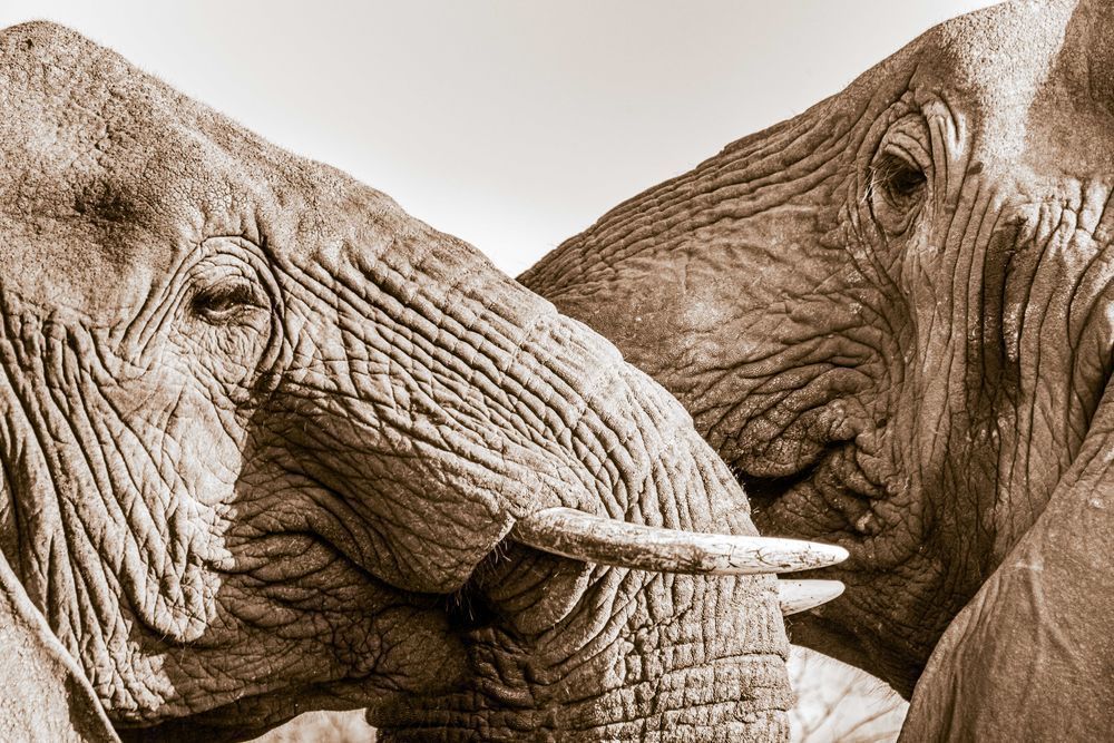 Love Of The Child Photography Art | kramkranphoto