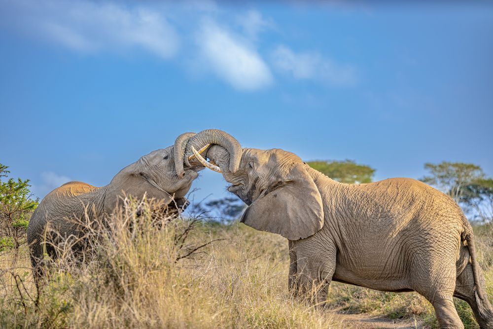 Elephant Embrace In Action Photography Art | kramkranphoto