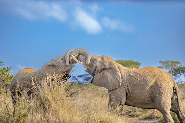 Elephant Embrace In Action Photography Art | kramkranphoto