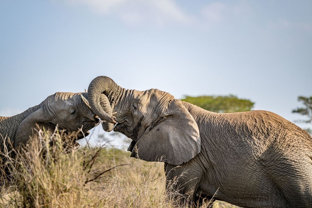 Elephant Embrace Photography Art | kramkranphoto