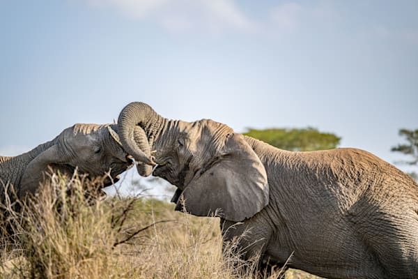 Elephant Embrace Photography Art | kramkranphoto