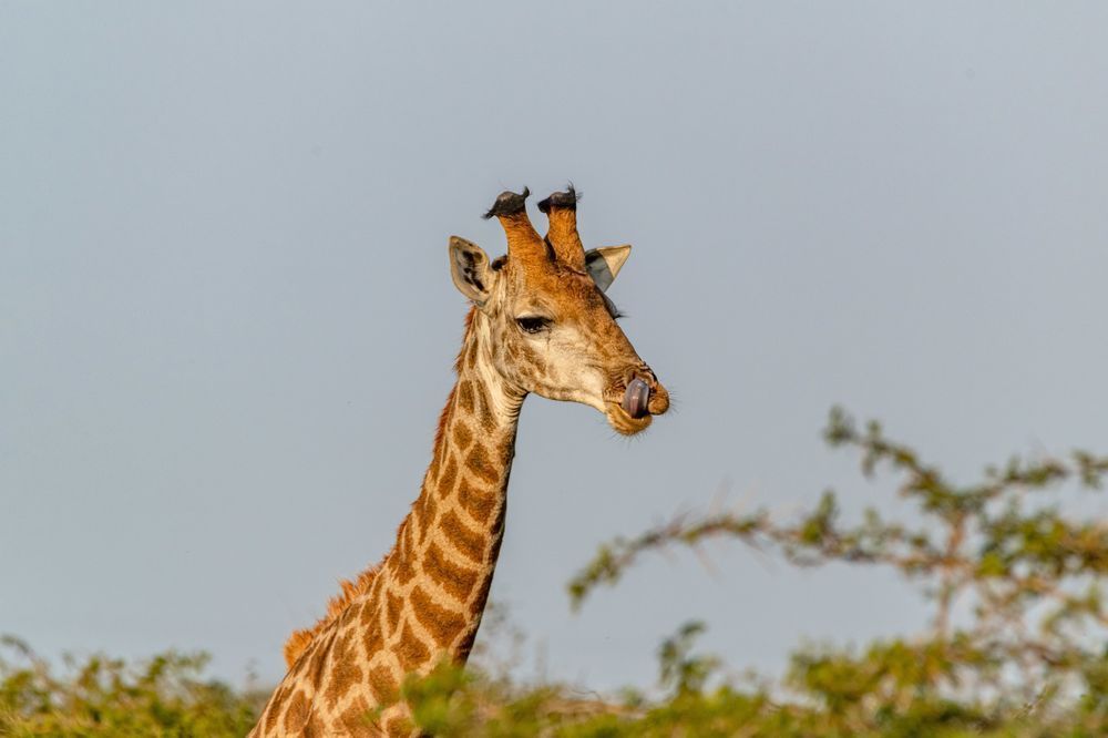 Yummy Food Photography Art | kramkranphoto