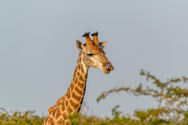 Yummy Food Photography Art | kramkranphoto