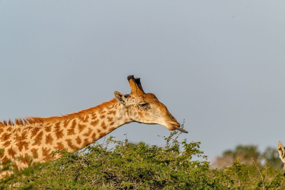 Eat All The Food Photography Art | kramkranphoto