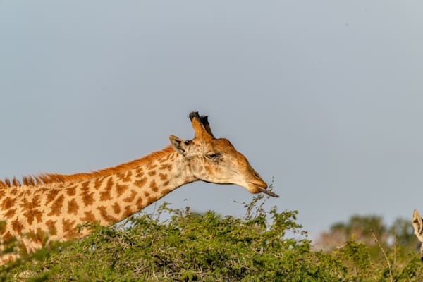 Eat All The Food Photography Art | kramkranphoto