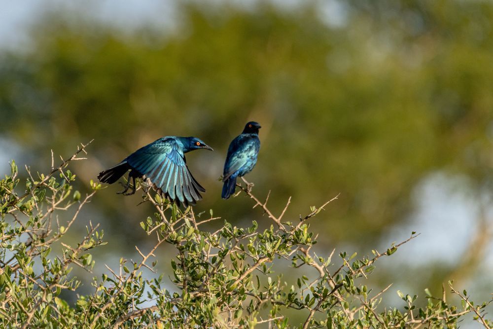 Take Flight Photography Art | kramkranphoto