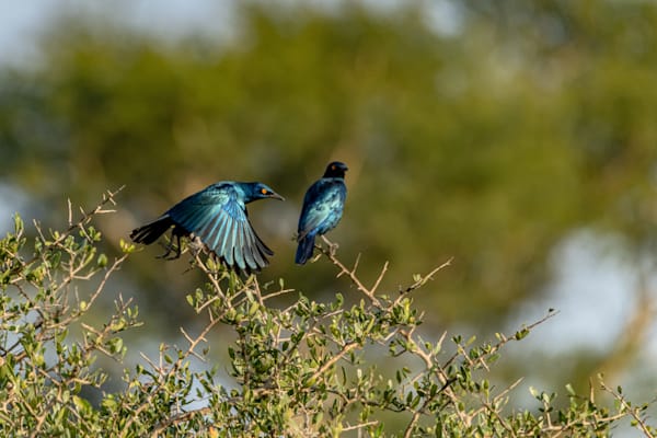 Take Flight Photography Art | kramkranphoto