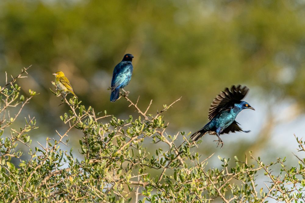 Terrific Trio Photography Art | kramkranphoto