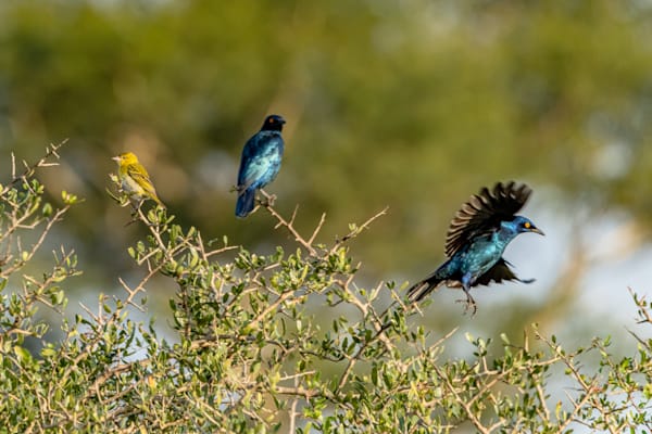 Terrific Trio Photography Art | kramkranphoto