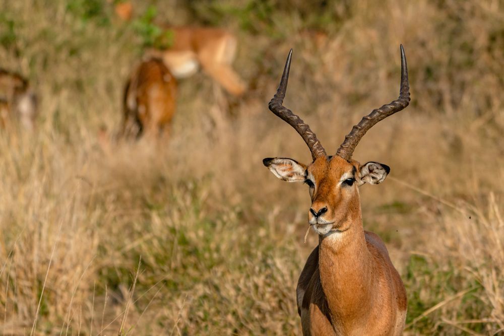 Mcdonalds Of Africa Photography Art | kramkranphoto