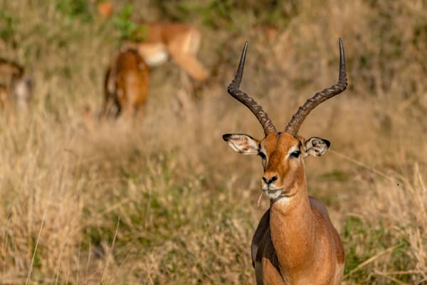Mcdonalds Of Africa Photography Art | kramkranphoto