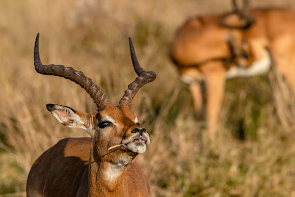 Buffet, But For Who? Photography Art | kramkranphoto