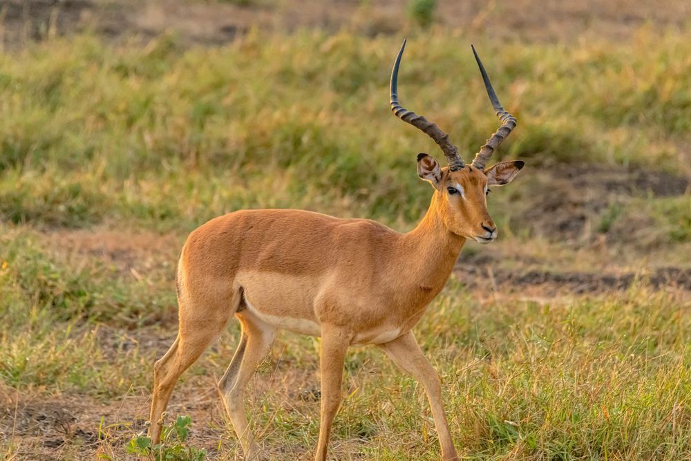 Impala Photography Art | kramkranphoto