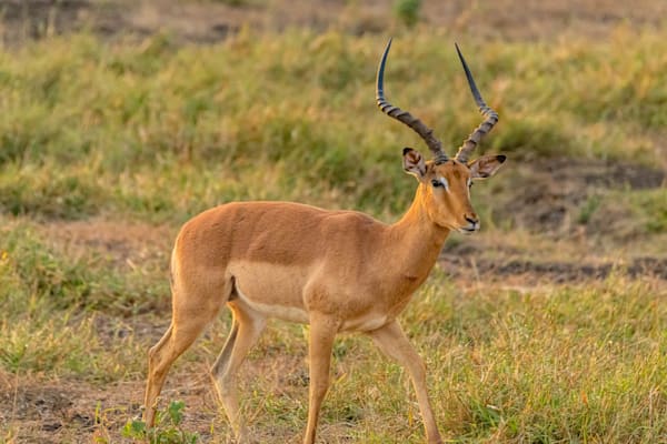 Impala Photography Art | kramkranphoto