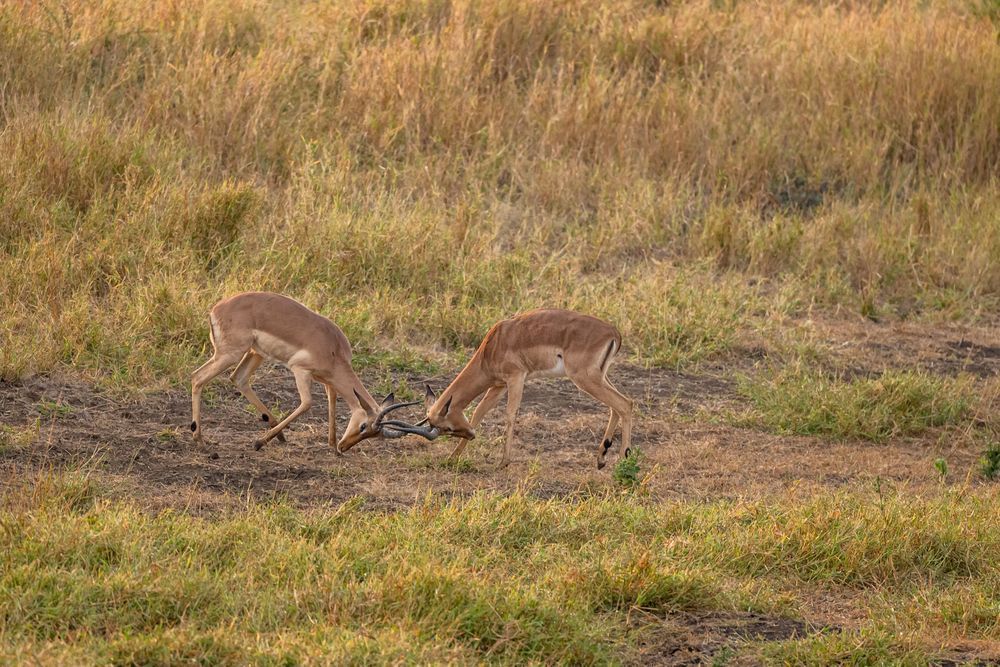 Nyala Duelin Photography Art | kramkranphoto