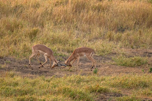 Nyala Duelin Photography Art | kramkranphoto