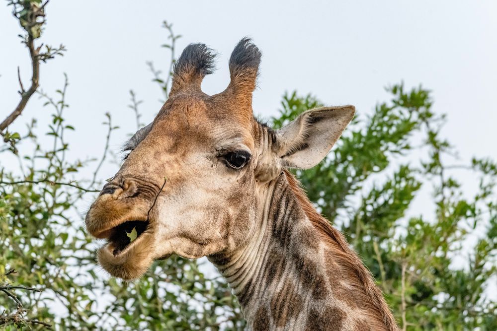 Gluten Free, Please Photography Art | kramkranphoto