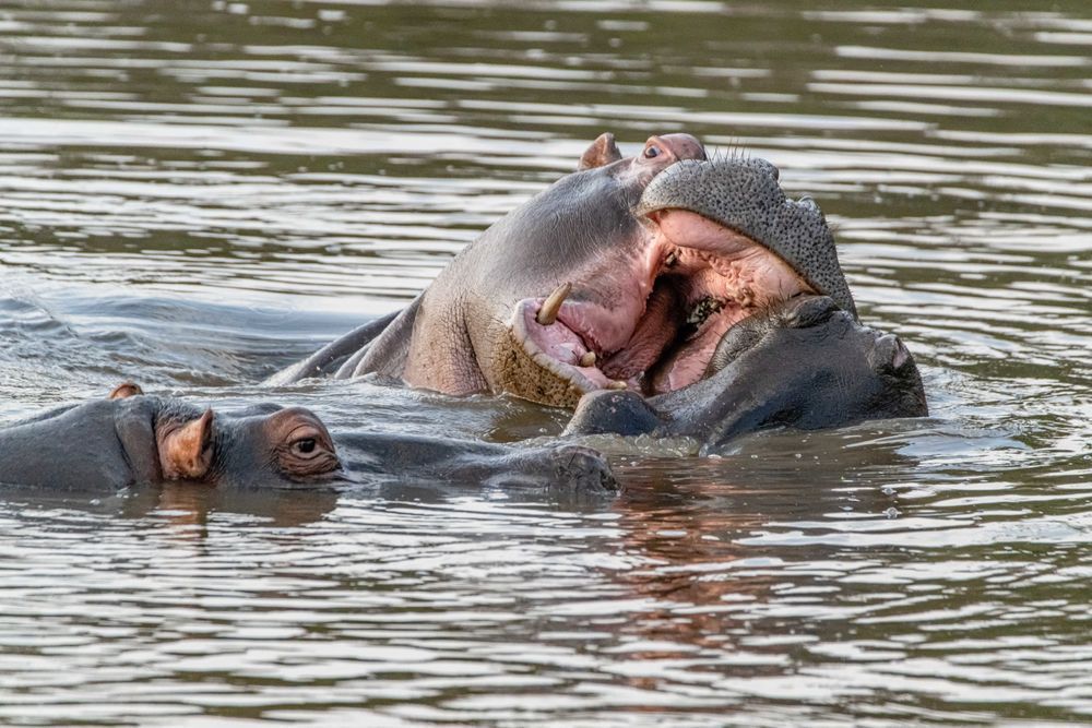 Hungry Hungry Hipposssss Photography Art | kramkranphoto