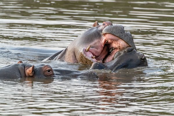 Hungry Hungry Hipposssss Photography Art | kramkranphoto