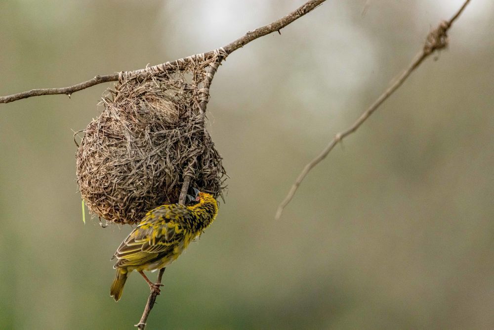 Weave This House A Home Photography Art | kramkranphoto