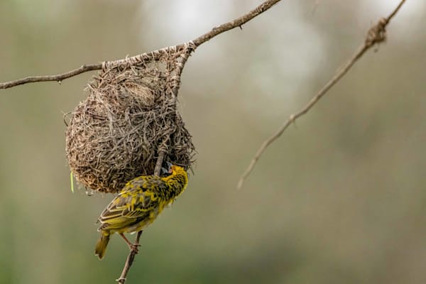 Weave This House A Home Photography Art | kramkranphoto