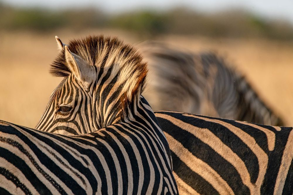 Zebra Sunshine Photography Art | kramkranphoto