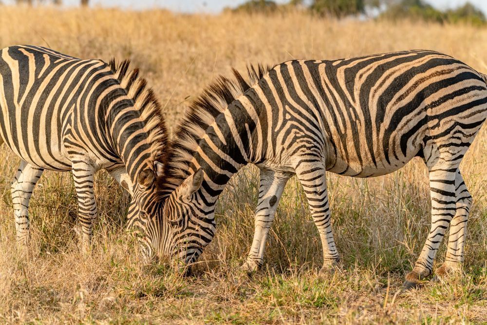 Zulu Zebra Graze Photography Art | kramkranphoto