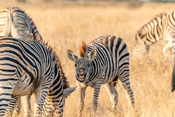 Zebra Smile Photography Art | kramkranphoto