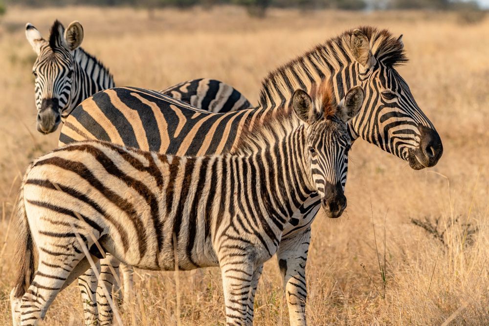 Zebra Trio Photography Art | kramkranphoto