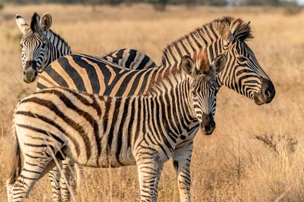 Zebra Trio Photography Art | kramkranphoto