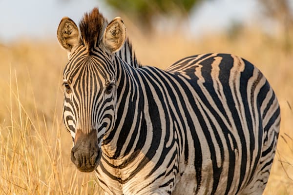 Gaze Of The Zebra Photography Art | kramkranphoto
