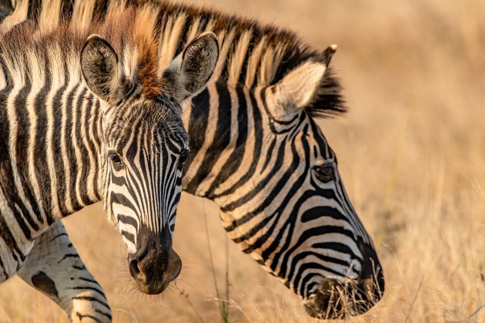 Zebra Sun Photography Art | kramkranphoto