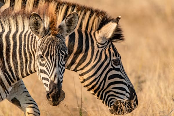 Zebra Sun Photography Art | kramkranphoto