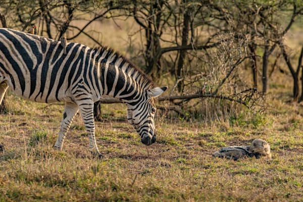 The Zebra And The Jackal Photography Art | kramkranphoto