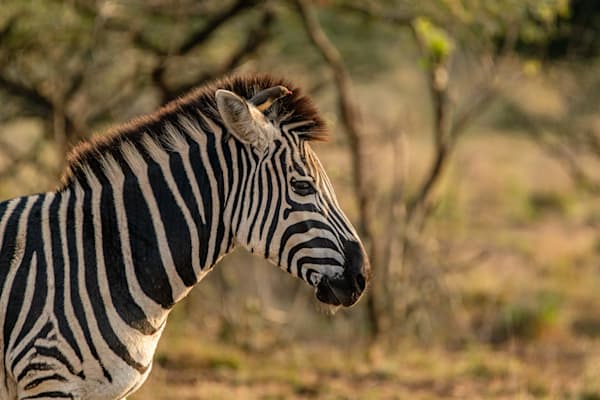 Zebra And The Oxpecker Photography Art | kramkranphoto