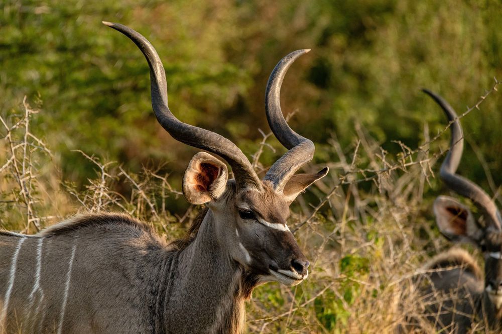 The Kudu Twist Photography Art | kramkranphoto