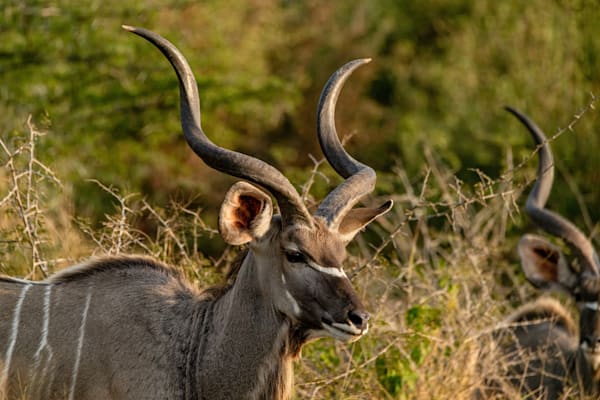 The Kudu Twist Photography Art | kramkranphoto