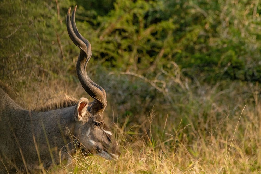 Twist Of The Kudu Photography Art | kramkranphoto