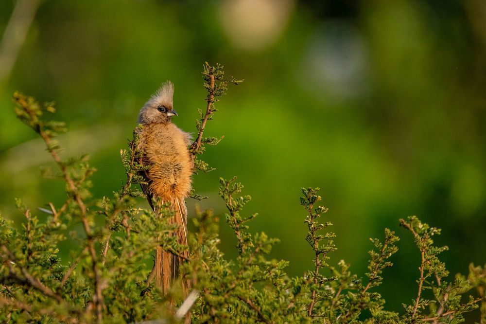 Mousebird Photography Art | kramkranphoto