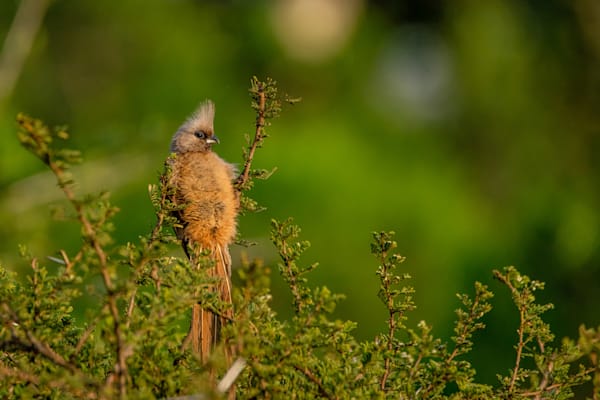 Mousebird Photography Art | kramkranphoto