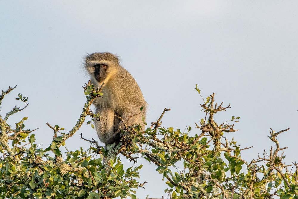 Monkey Business Photography Art | kramkranphoto