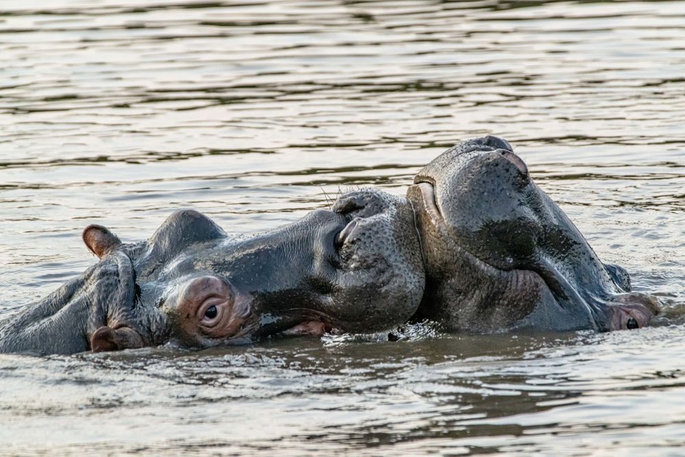 Hippo Hugs And Kisses Photography Art | kramkranphoto