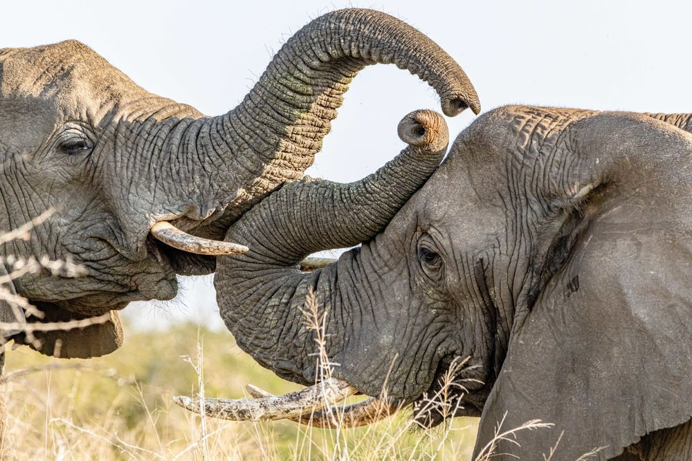 Embracing Elephants Photography Art | kramkranphoto