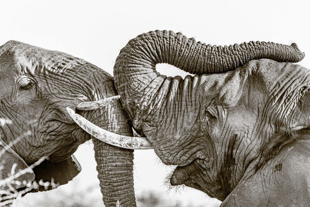 Tusk Dance Photography Art | kramkranphoto