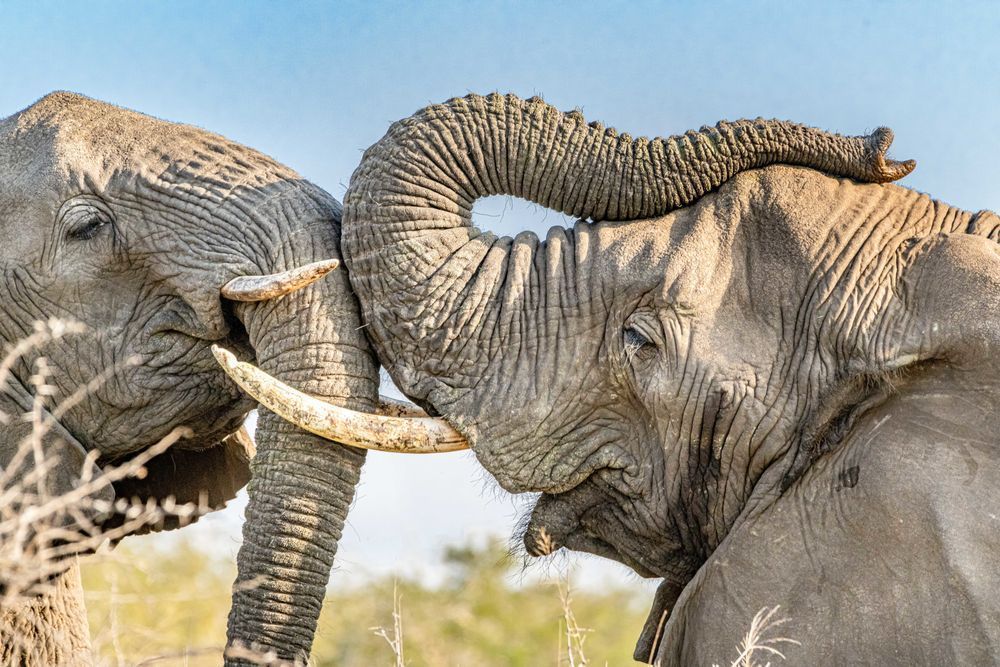 A Mother's Love Photography Art | kramkranphoto