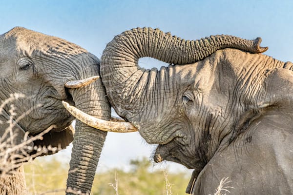 A Mother's Love Photography Art | kramkranphoto