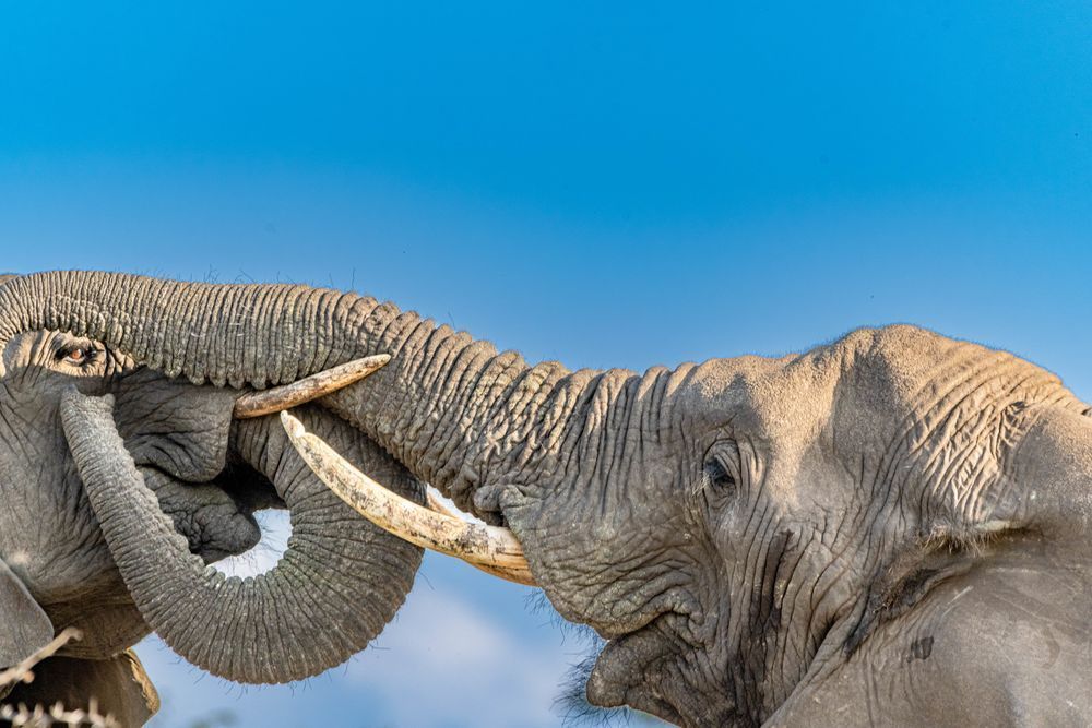 Elephant Enjoyment Photography Art | kramkranphoto