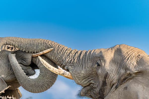 Elephant Enjoyment Photography Art | kramkranphoto