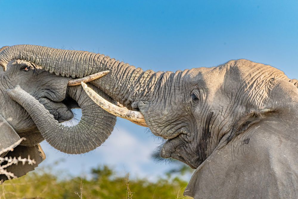 Mother Daughter Dance Photography Art | kramkranphoto